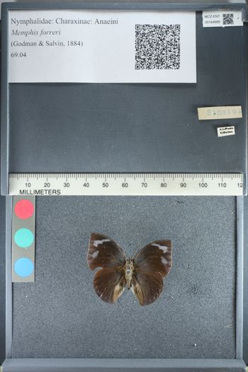 Media type: image;   Entomology 164689